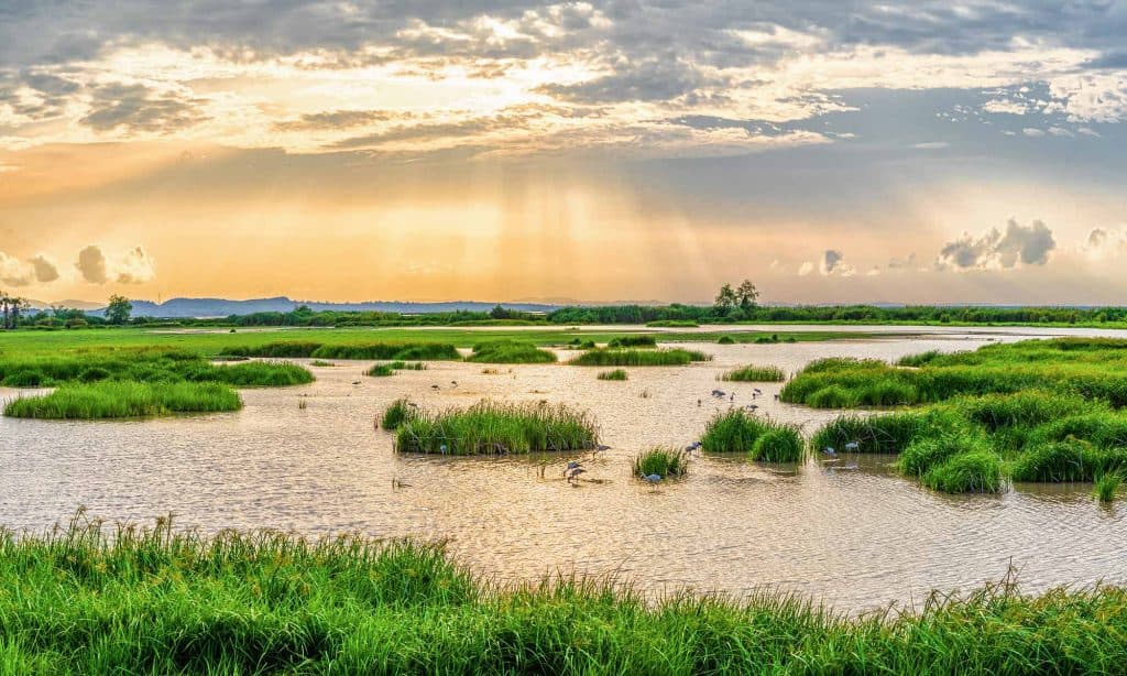 wetlands at sunrise in Thalaynoi, Thailand