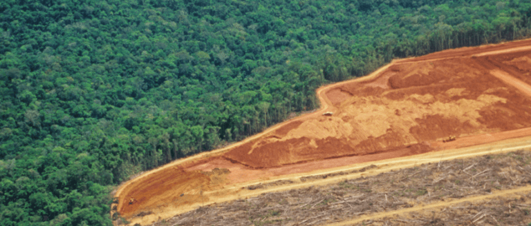tree-cutting-forest
