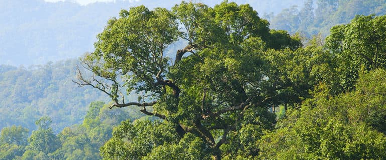Lush green tropical forest