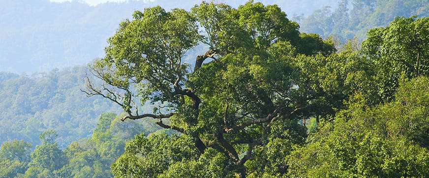 Lush green tropical forest