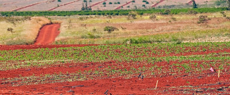 fewer tastier tomatoes