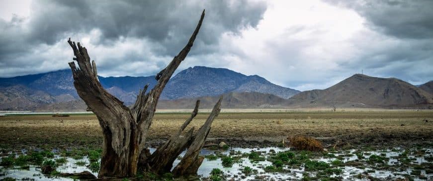 Dead Tree on Dry Lake Bed