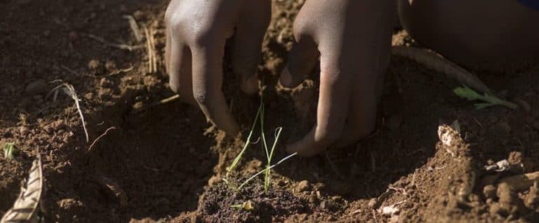 Planting