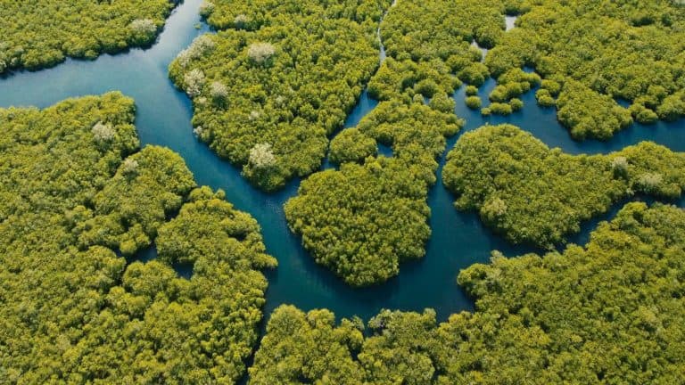 Mangrove forest in Asia. Philippines Siargao island