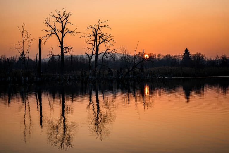 Sunset-trees