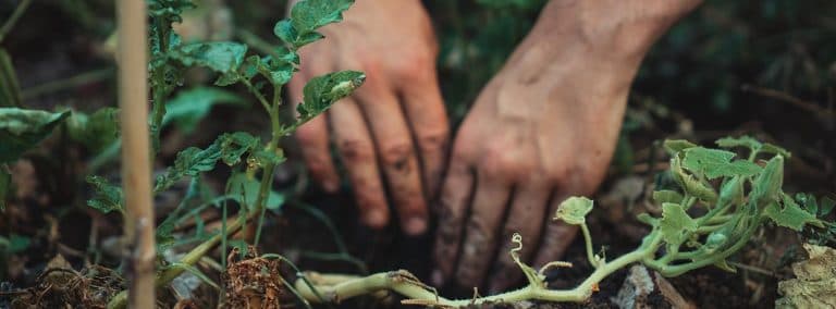 world_soil_day_2022