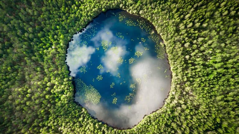 forest and water