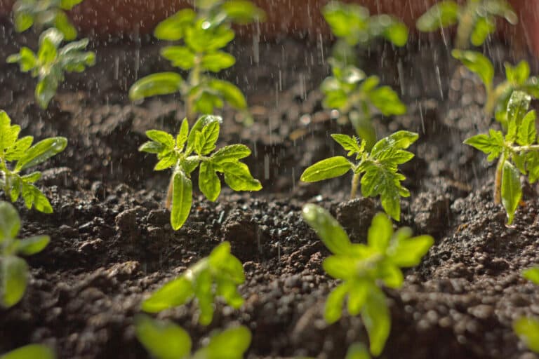 Seedlings,Tomato,In,The,Ground,And,Illuminated,By,The,Sun