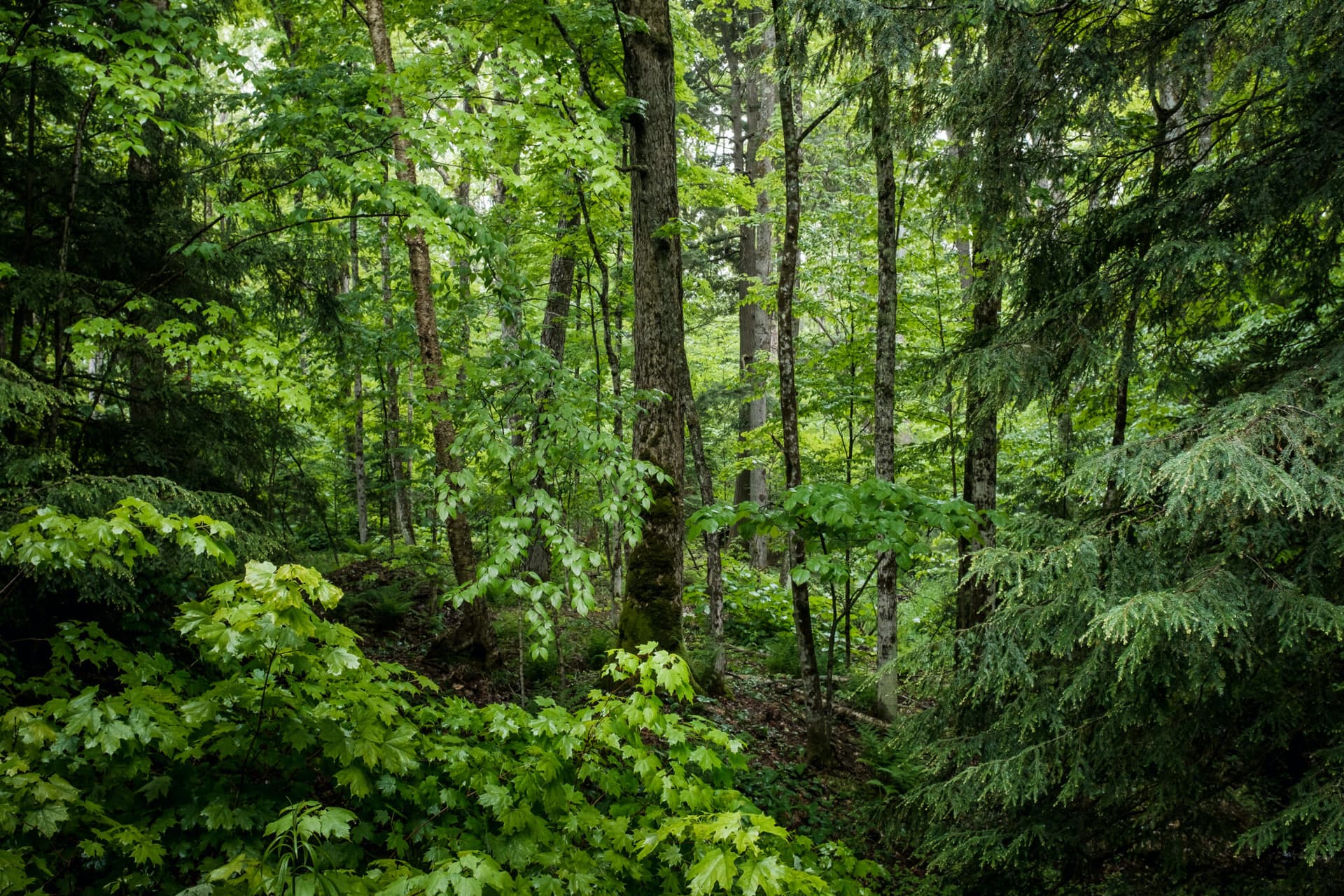 shutterstock_1201337497