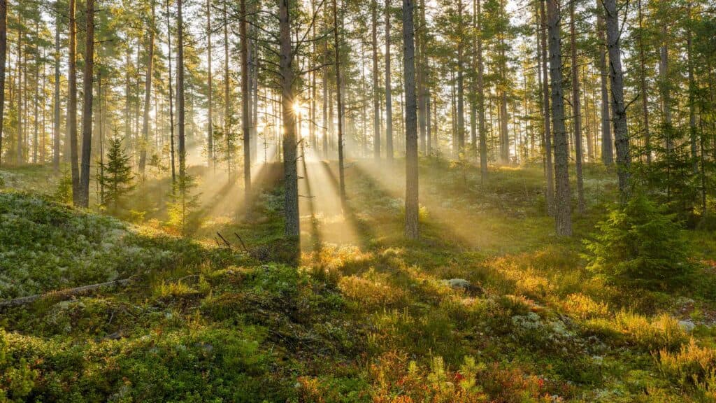Boreal forest, Sweden.