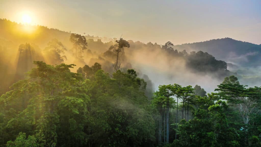 Transpiration in the Borneo Rainforest.