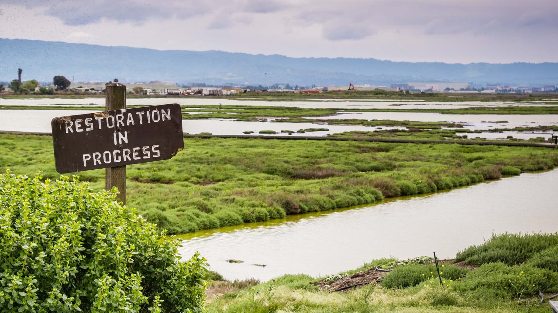 Restoration of the wetlands in Alviso Marsh, Don Edwards Wildlife Refuge, California.