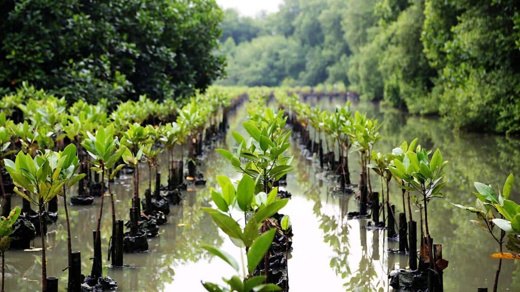 Mangrove plantation.