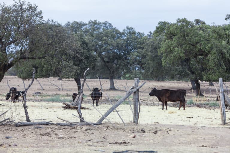 A,Group,Of,Cows,At,A,Farm,With,Makeshift,Wooden