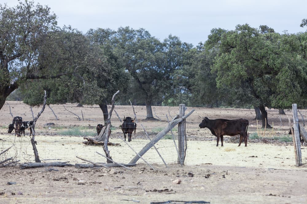 A,Group,Of,Cows,At,A,Farm,With,Makeshift,Wooden
