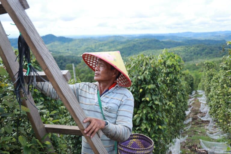 An,Indigenous,Pepper,Farmer,On,His,Pepper,Plantation,Surrounded,By
