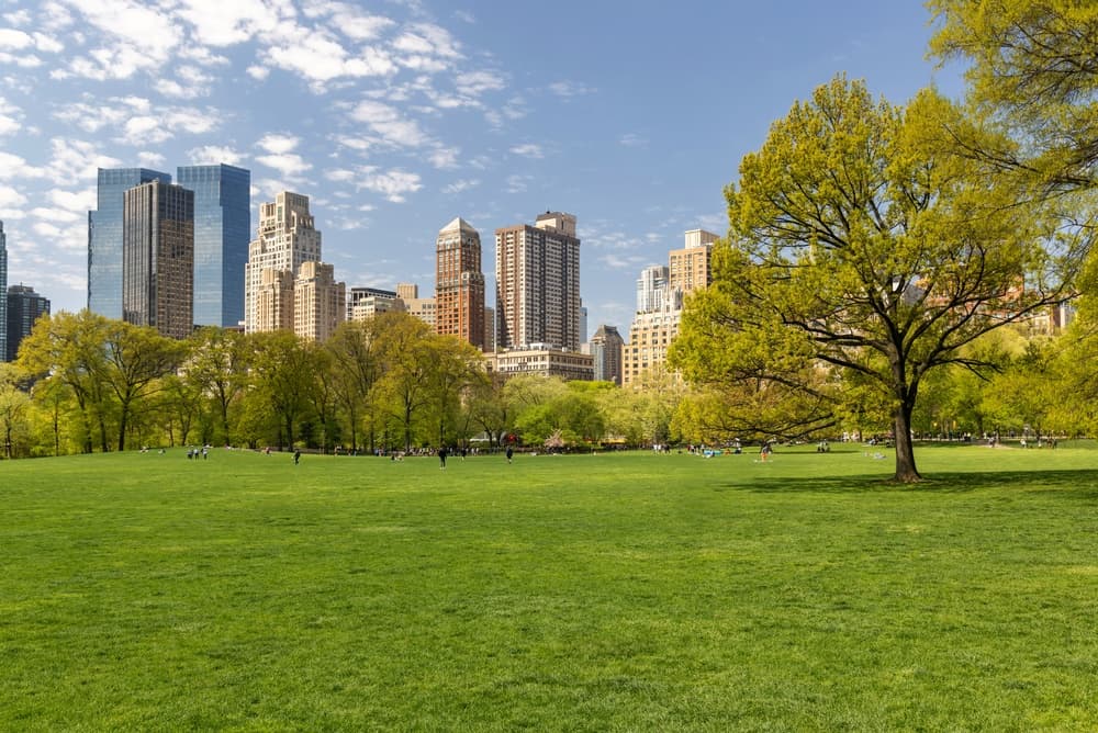 Green,Lawn,In,Central,Park,With,A,View,Of,New