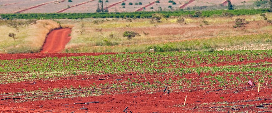 fewer tastier tomatoes