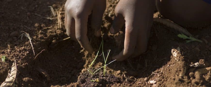 Planting