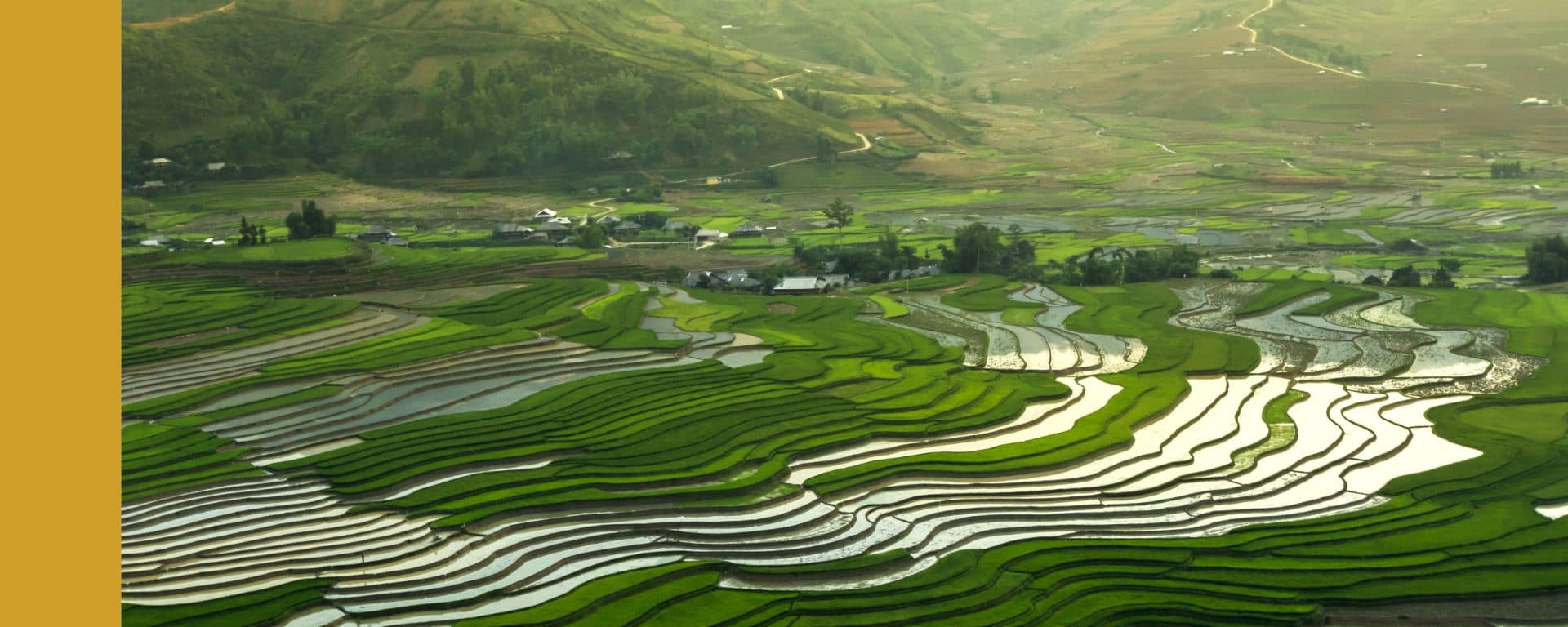Rice fields