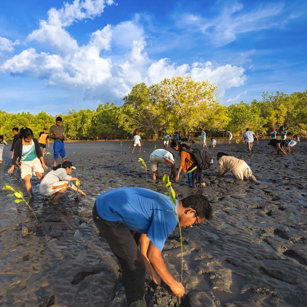 Planting mangroves, Sumba, Indonesia.