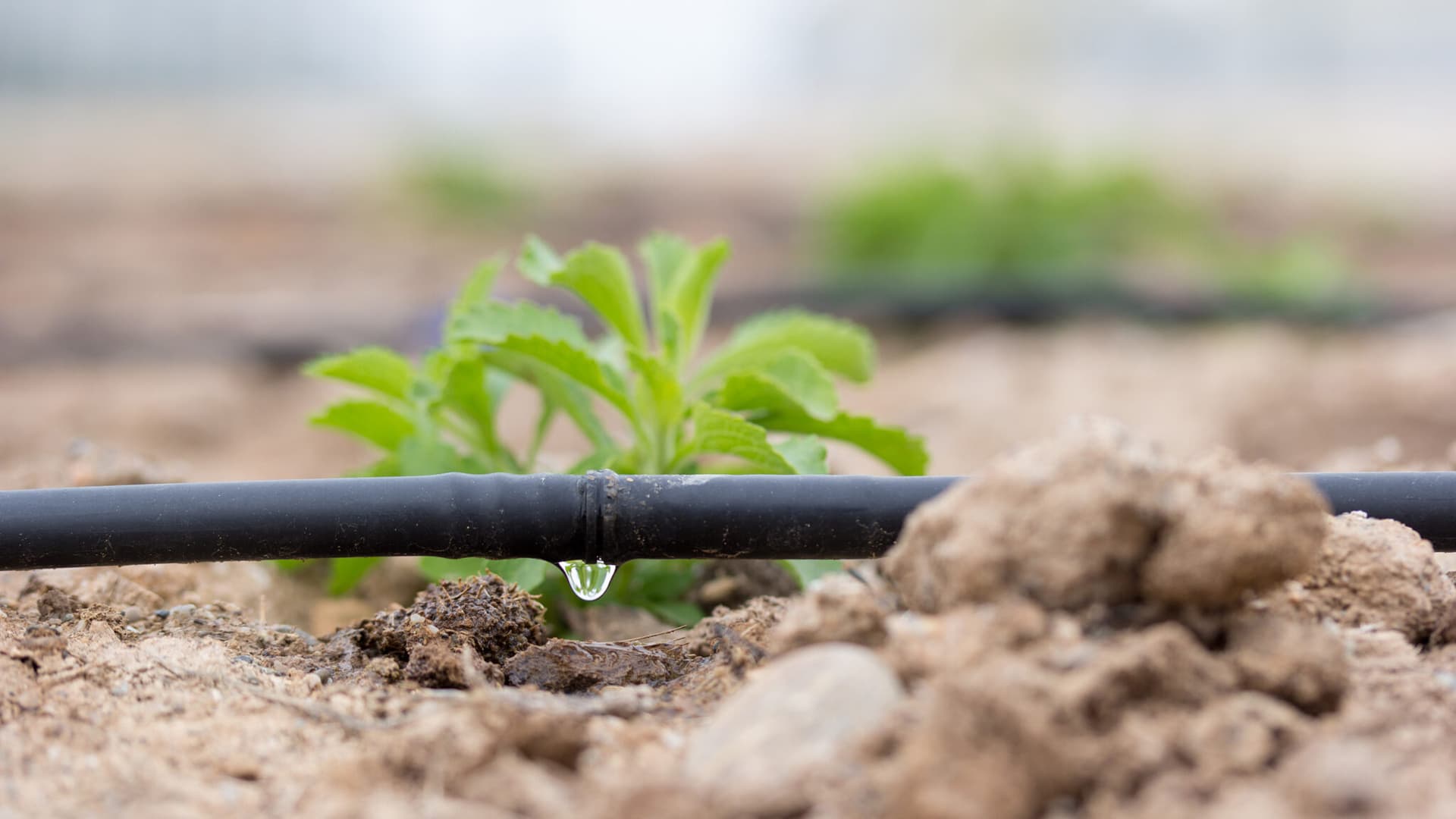 Drip Irrigation