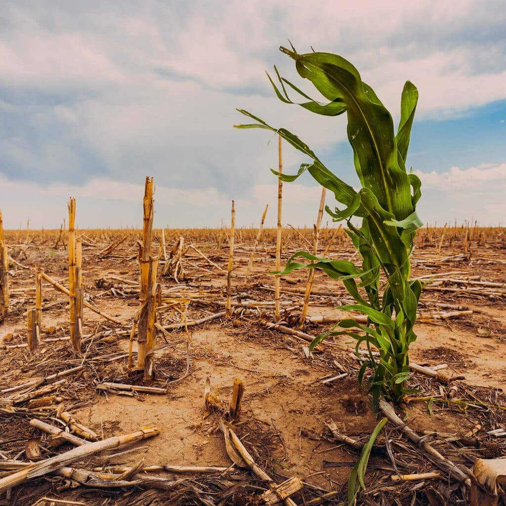 Extreme Drought in a Corn Field