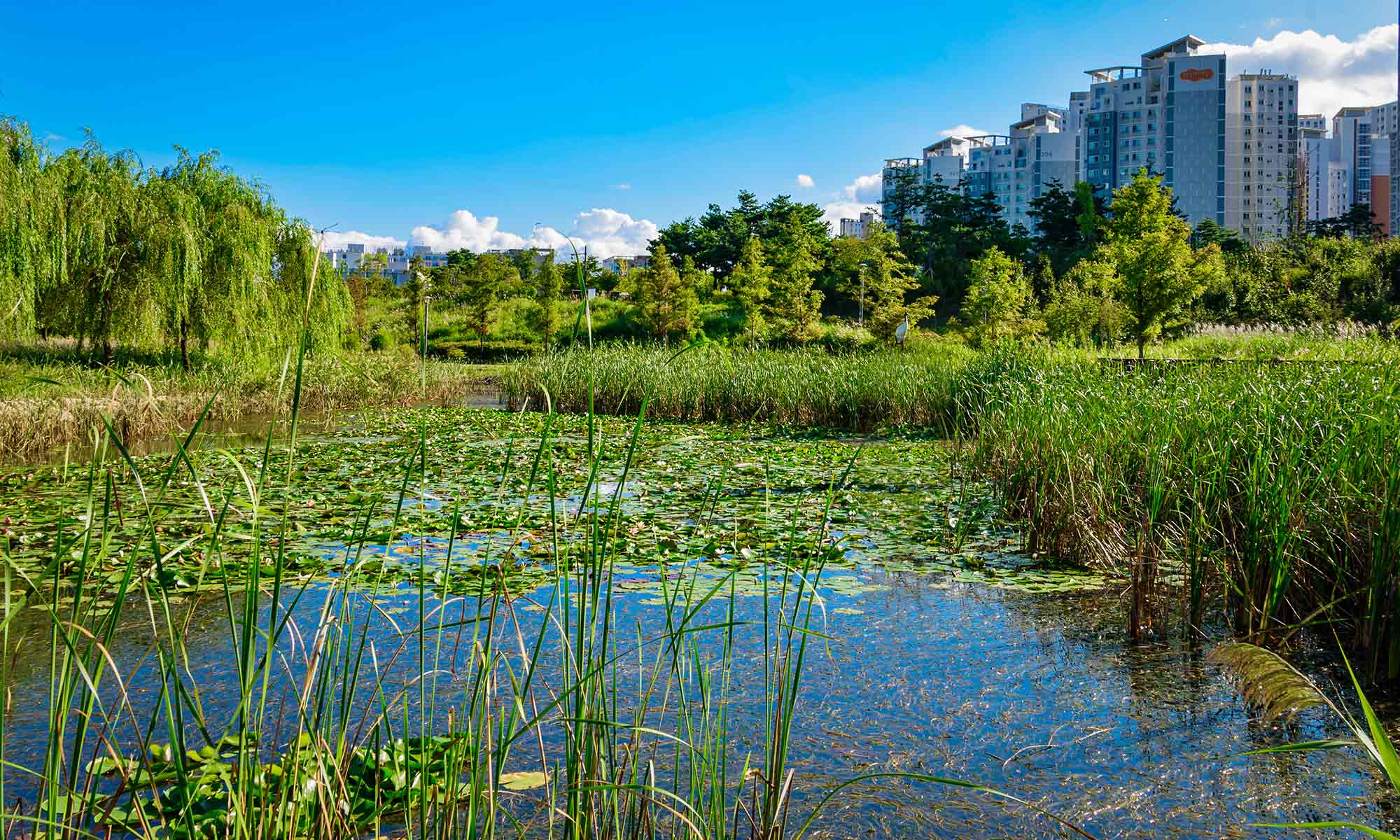 Wetlands and ecopark with bright blue sky