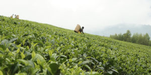 Indigenous farmer in a tea field