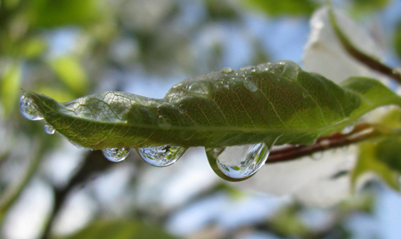 Water Drop