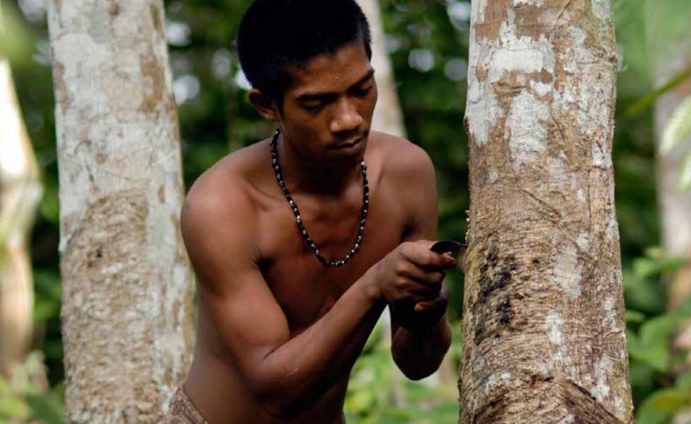 Indigenous man cutting the skin of a tree with a small knife - cover of the Outcome Statement: Global Landscapes Forum – Climate Action for Sustainable Development