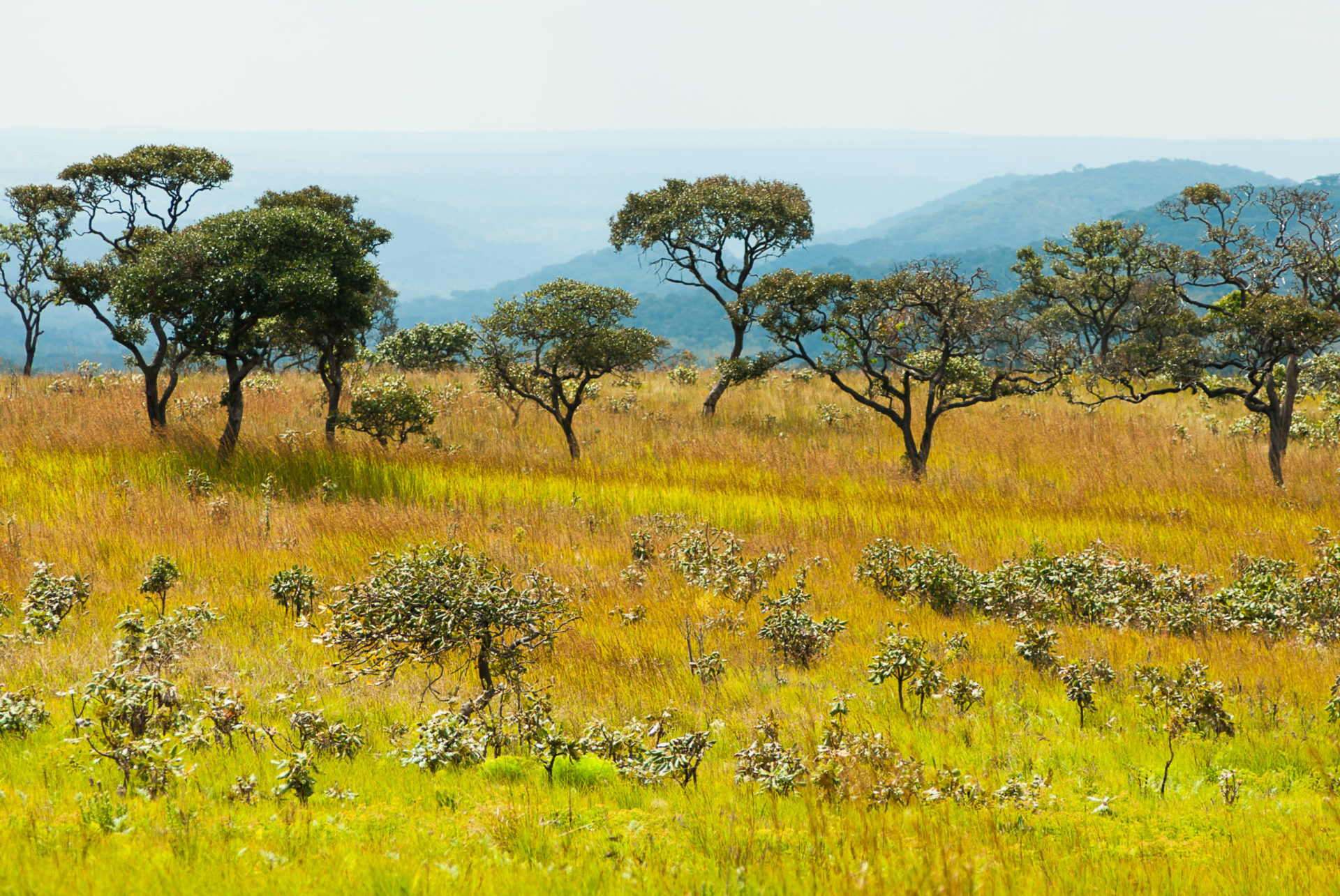 Savanna Woodland Upemba National Park Congo Africa