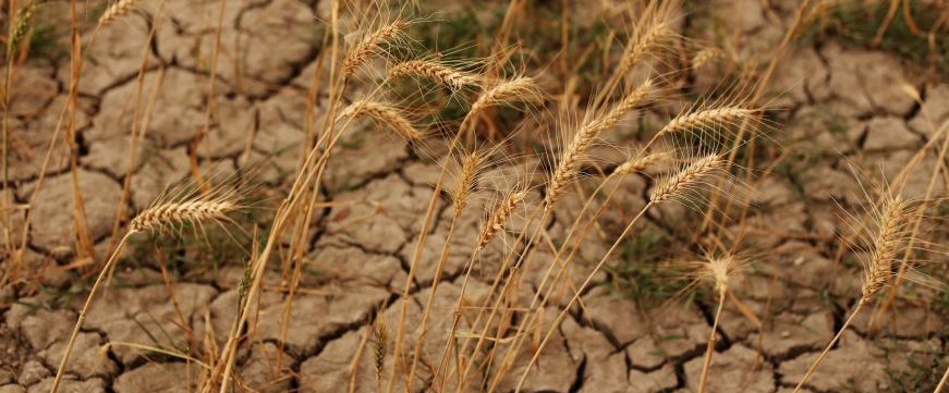 Barren land