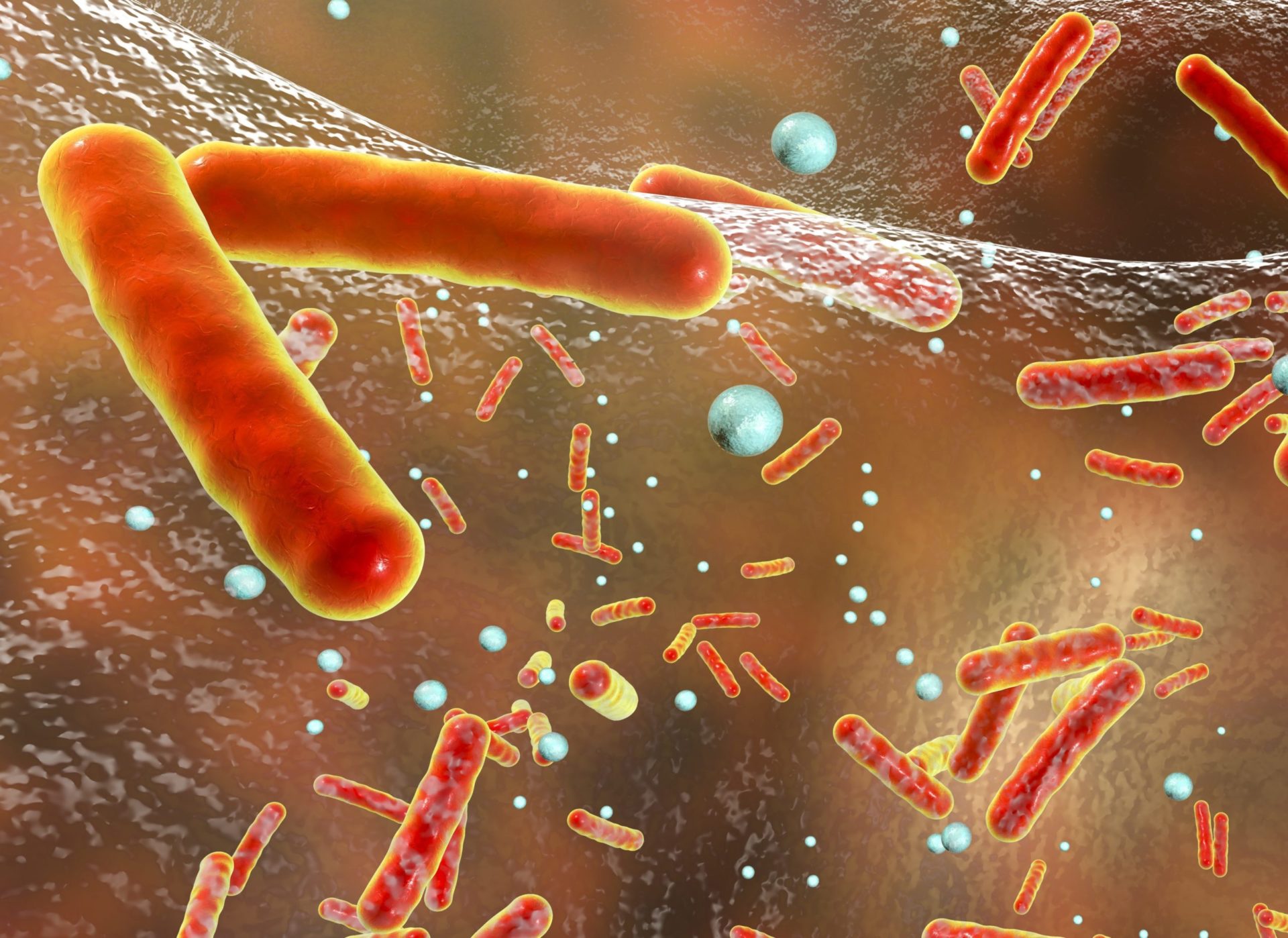 Multidrug resistant bacteria inside a biofilm
