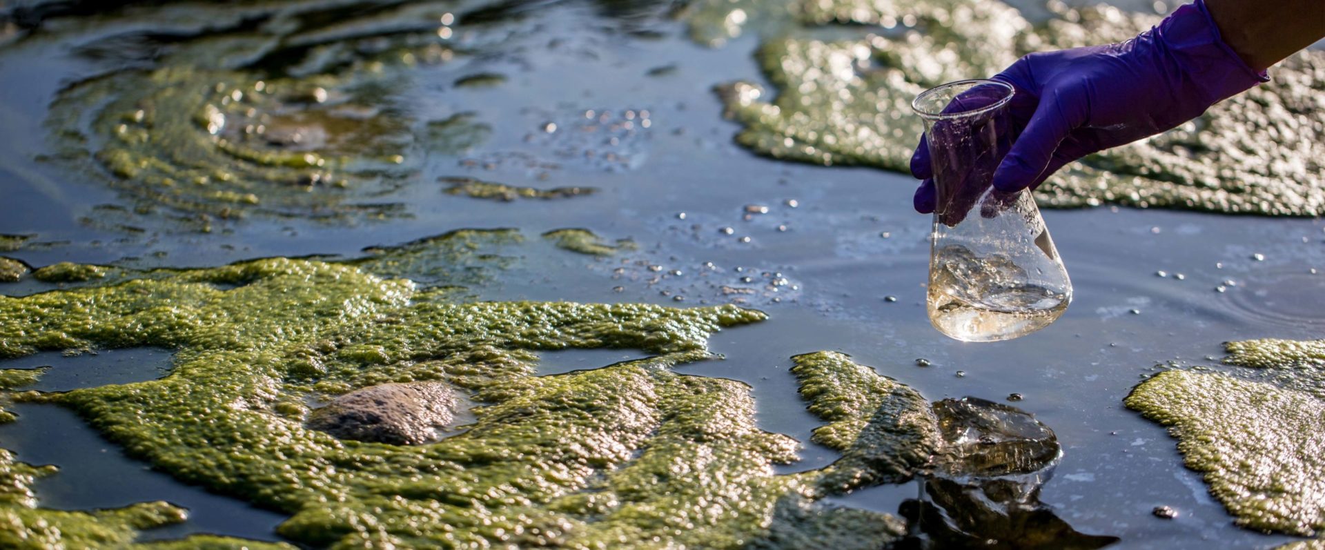 Ecologyst taking a Water Sample