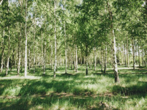 lush green birch grove in Östergötland Sweden
