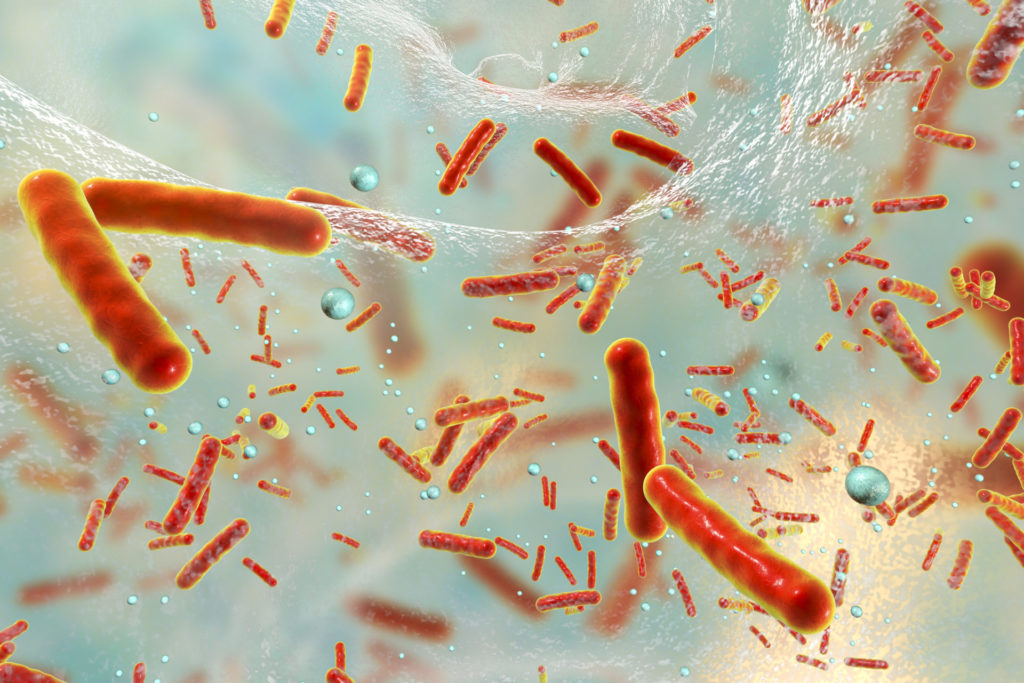 Multidrug resistant bacteria inside a biofilm