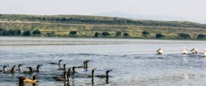birds-on-lake-hawassa-ethiopia-scaled-e1594025589576