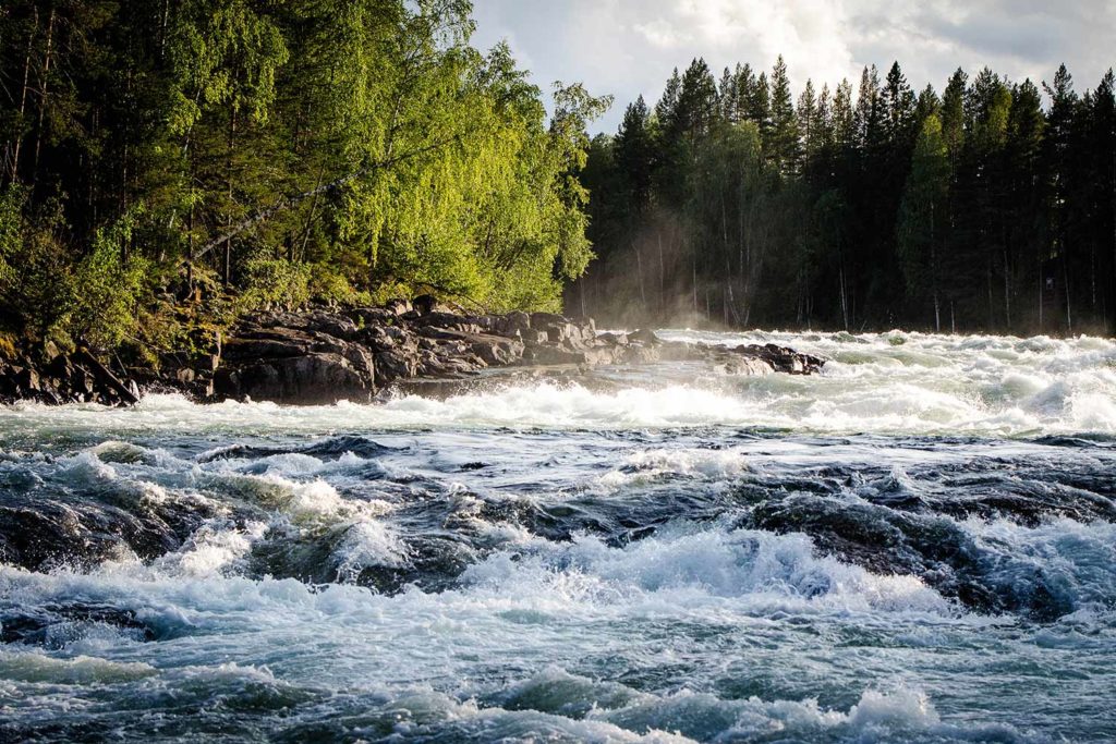 river flowing in the middle of a forest