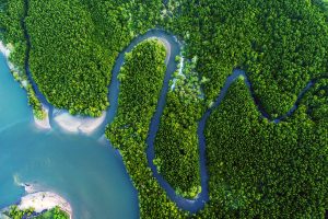 Aerial view of a river meandering through a Mangrove forest and out into the sea.