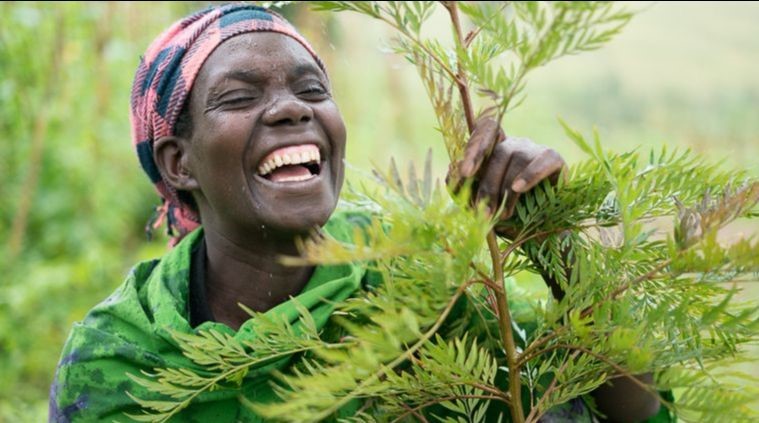 Black person laughing behind a young tree