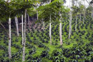 Coffee plantation in Ecuador, grown under native trees cover.