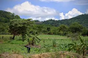 Farmer tending to rainfed crops in a Zambian small-holding.