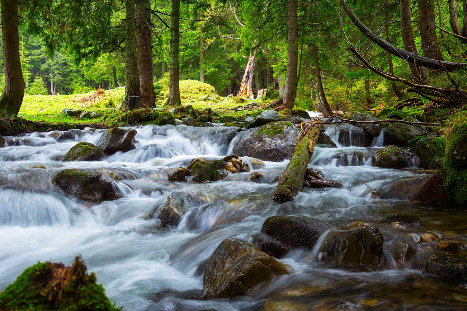Mountain river in lush forest.
