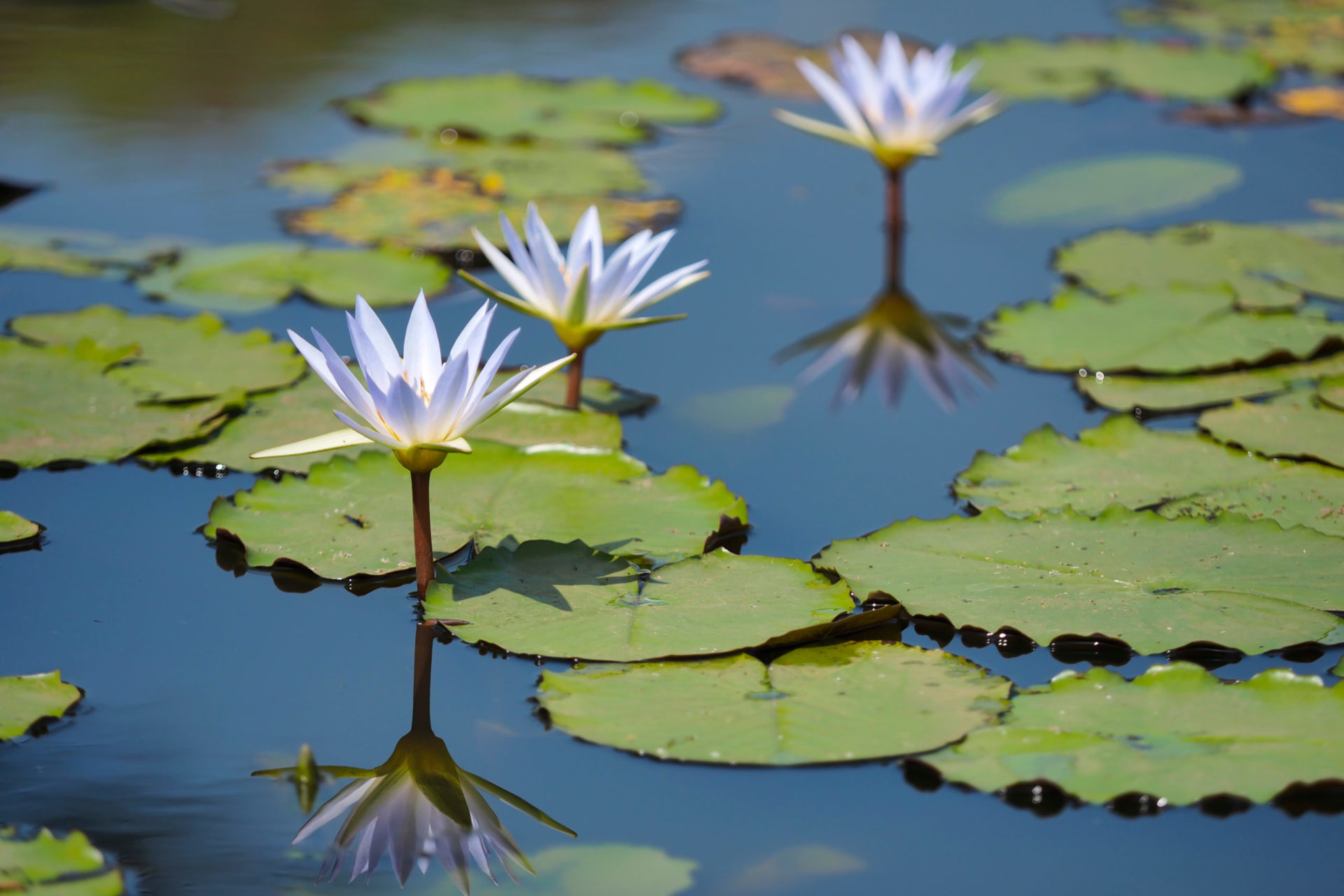 Lilly pads and flowers on a quiet lake