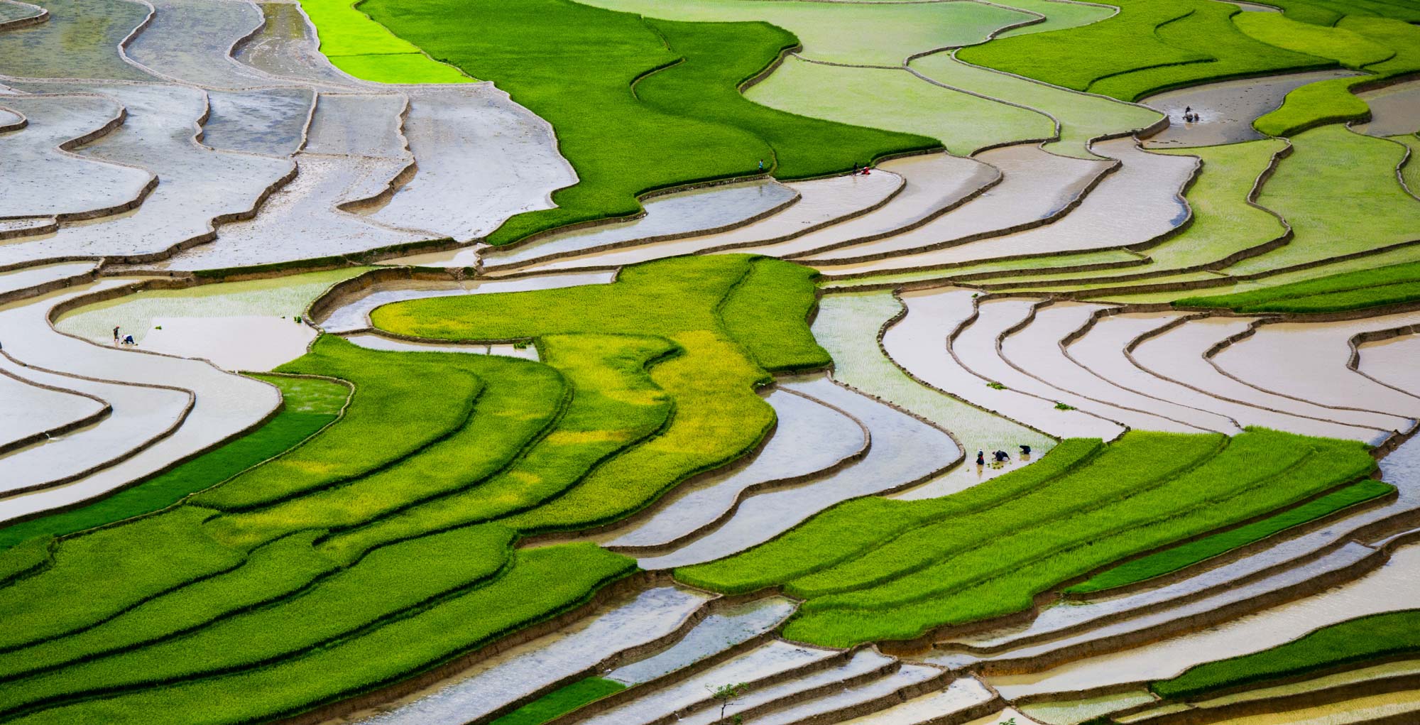 GO WATERS: Terraced paddy field at Mu-Cang Chai, Vietnam. Photo: Jimmy-Tran