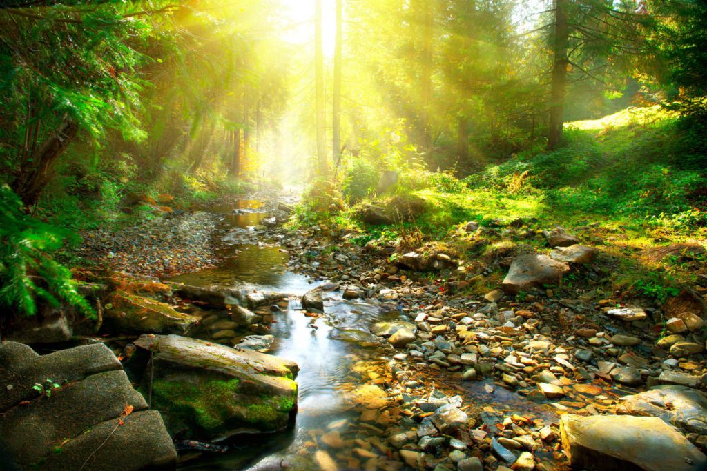 Mountain River with, forest landscape. Tranquil waterfall scenery in the middle of green forest