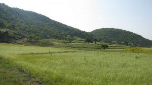Photo shows a rice field by Wolde Mekuria