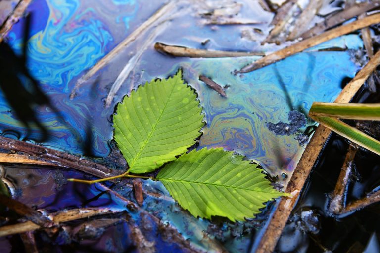 Green leaves float in a multi-colored spot of fuel oil. Close-up