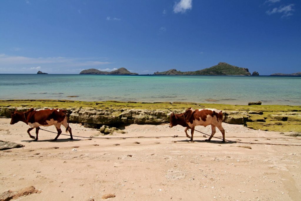 Cows walking along the beach in Nioumachoua. Moheli Island, Comoros